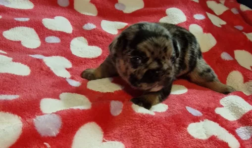 French Bulldog - French Bulldog Merla Tan Boys