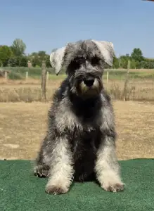 Miniature Schnauzer - Zafír