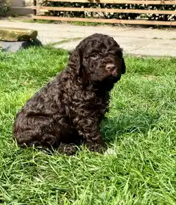 Lagotto Romagnolo - Curly Stars Of Dreams Vibe Spirit 