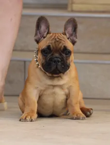 Francia bulldog - Udon