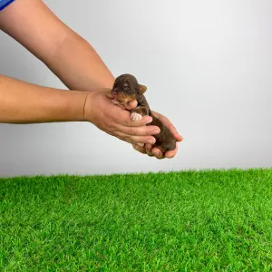 Yorkshire Terrier - Landro