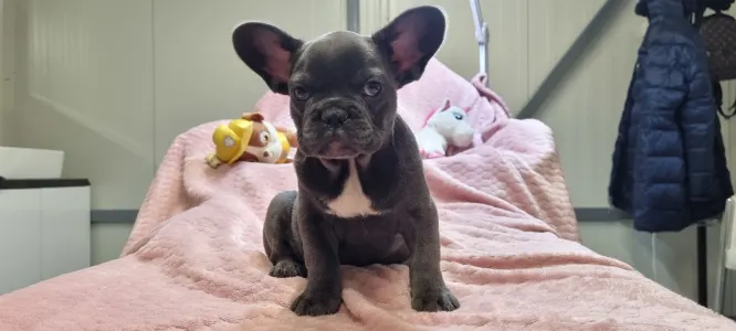 French Bulldog - Luna