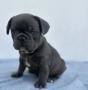 Francia bulldog - Edward