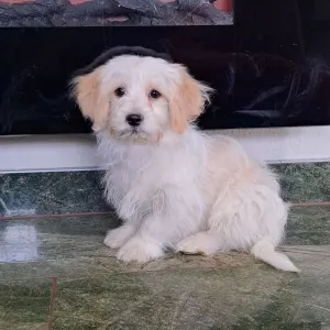 Havanese - Havas