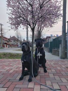 Chien de cour italien - Caesar’s Guardians