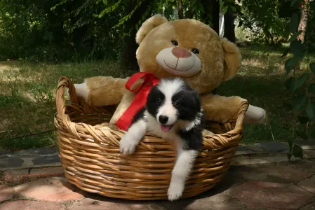 Border Collie - Dazzling Borders Brilliant Dream
