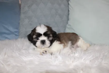 Shih Tzu - Astor
