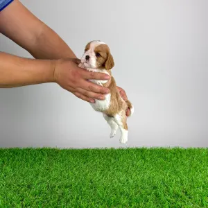 Кавалер кинг-чарльз-спаниель - Effi