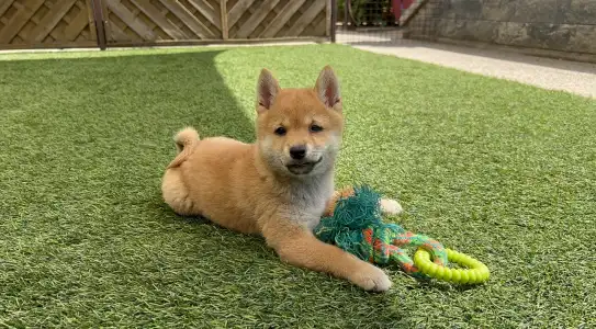 Shiba - Bravados Yoko