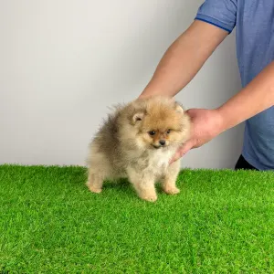 German Pomeranian Spitz - Quisina