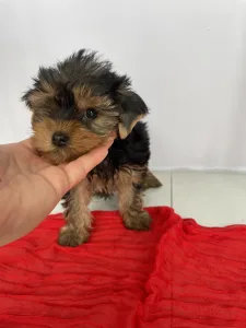 Yorkshire Terrier - Robbie