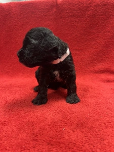 Portuguese Water Dog - Garp