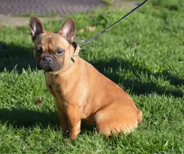 Francia bulldog - Brillant Sang Royal Virtus