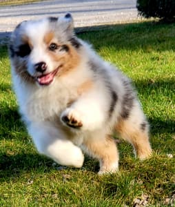 Australian Shepherd - Mambo