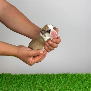 Welsh Corgi Pembroke - Zarek