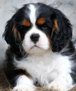 Cavalier King Charles Spaniel - Redstone Cavalier