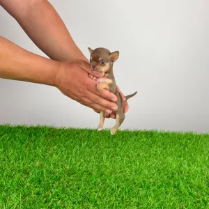 Чихуахуа - Chiquita