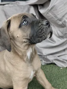 Cane Corso Italiano - Bust
