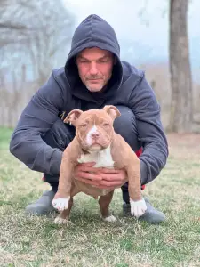 American Bully - Pocket - Choco