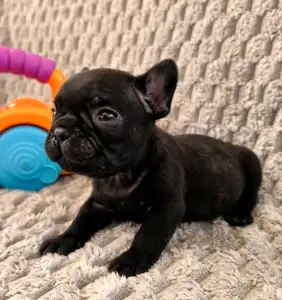Französische Bulldogge - Miora Frenchie Ramses