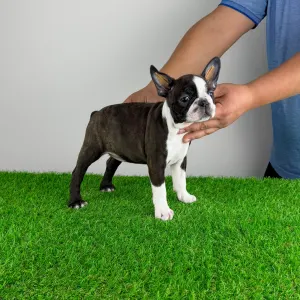 Boston Terrier - Doreen