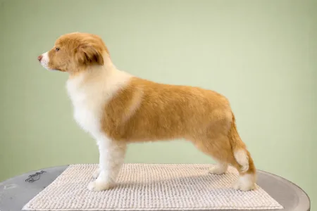 Border Collie - Fiery Legacy