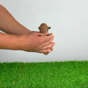 Pudel toy - Socke