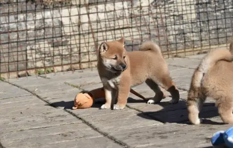 Shiba - Bravados Chiemi