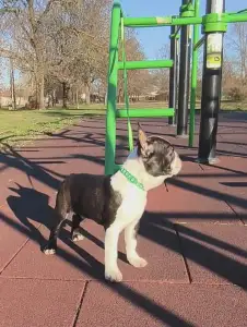 Terrier de Boston - Keny