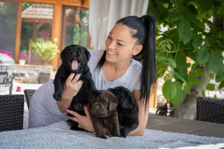 Labrador Retriever - Diasense Labrador Kennel