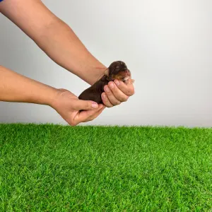 Yorkshire Terrier - Landro