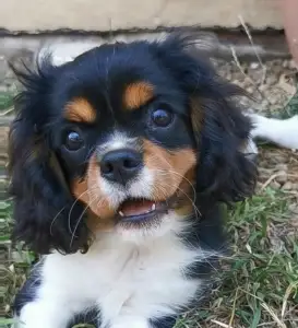 Cavalier King Charles spániel - Jadie