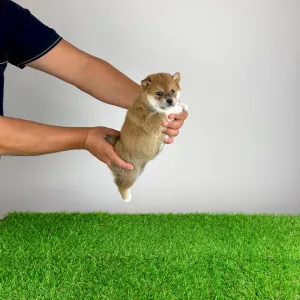 Shiba - Xulda