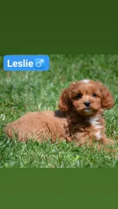 Кавапу - Leslie