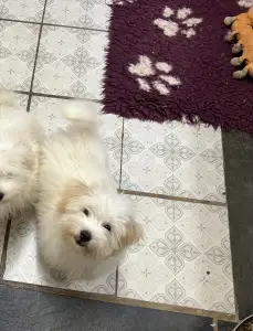 Coton de Tuléar - Monroe