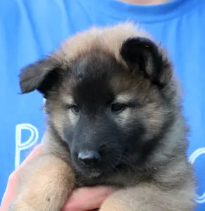 Belgischer Schäferhund - Xris