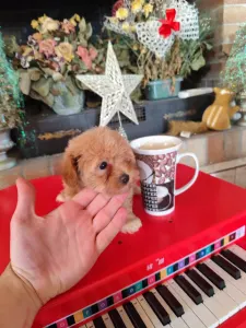 Maltipoo - Maltipoo Toy F