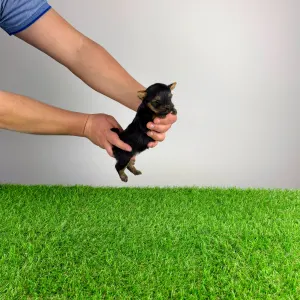 Yorkshire Terrier - Petty