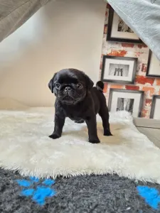 Pug - Quirky Queen