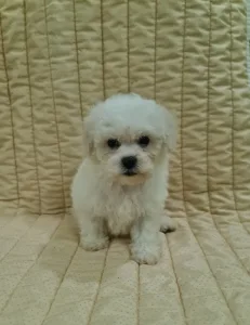 Bichon frisé - Emmy