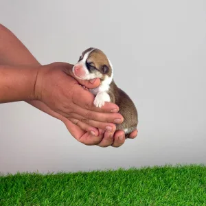 Welsh Corgi Pembroke - Ammi