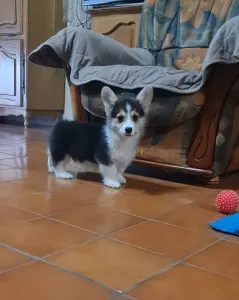 Welsh Corgi Pembroke - Dexter