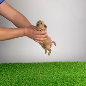 Poodle Miniature - Ninca