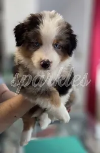 Миниатюрная американская овчарка - Against All Odds Sparkles Of Joy