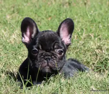Französische Bulldogge - Luna