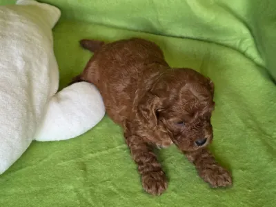 Cavapoo - Redsonja