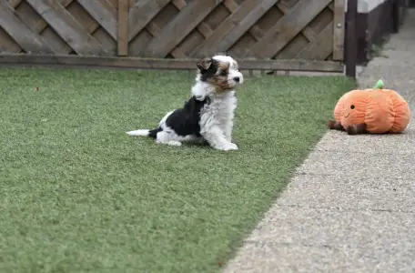 Biewer Terrier - Quartz