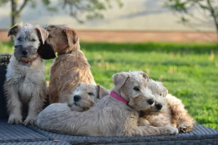 Irish Soft Coated Wheaten Terrier - Elena