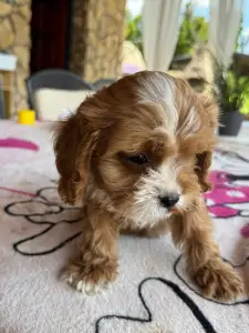 Cavapoo - Charlie