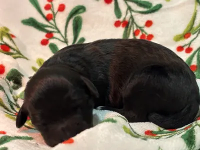 Chien d'eau portugais - Raquel